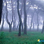 100인100경-송림숲의 새벽