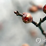 봄을 머금다