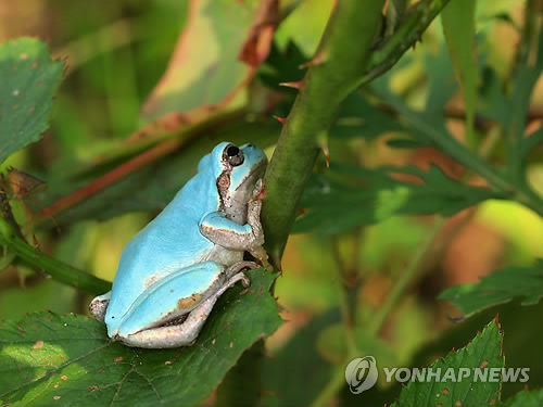 청개구리 이미지