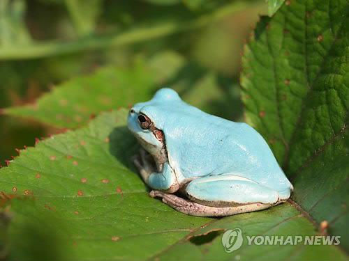 청개구리 이미지