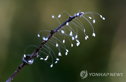 우담바라 이미지