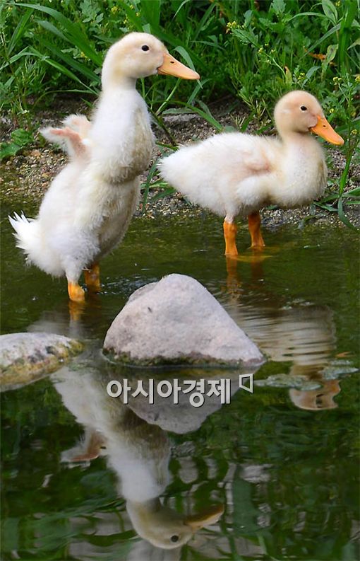 날개 이미지