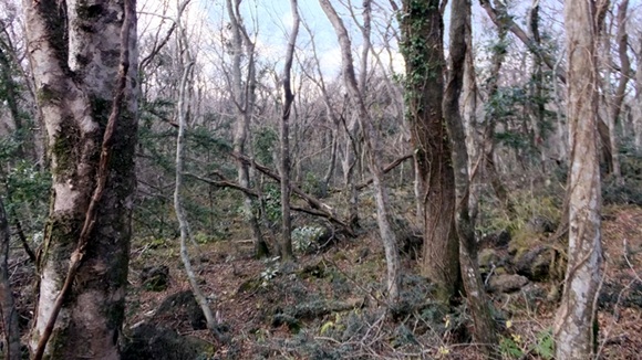 general_image