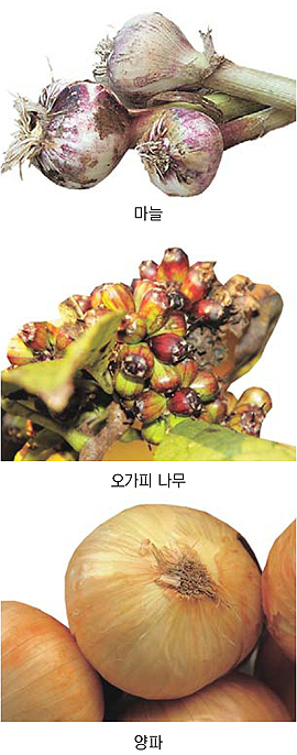 general_image