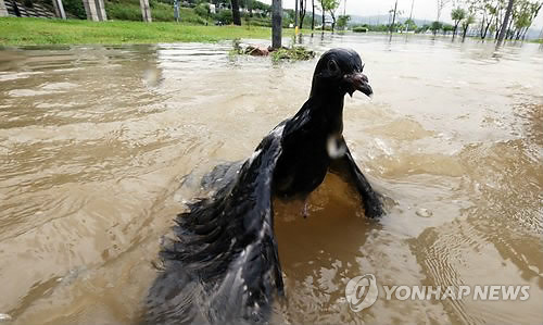 고수부지 이미지