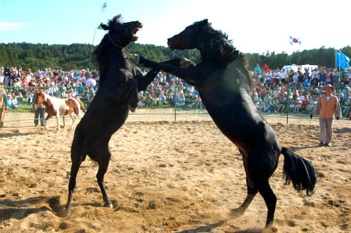 제주마축제 4일부터 ‘이럇!’