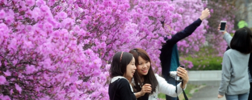 진달래 이미지