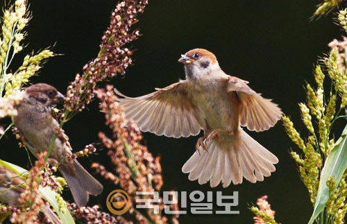 참새 이미지