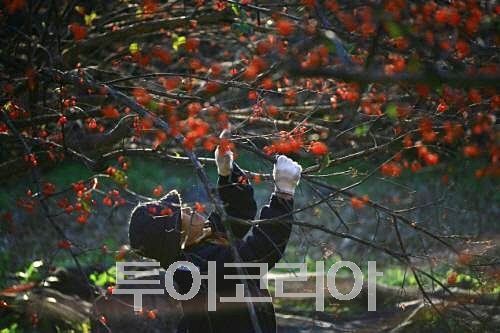 산수유
