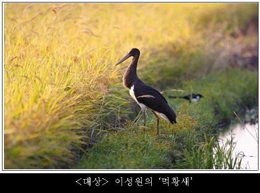 먹황새