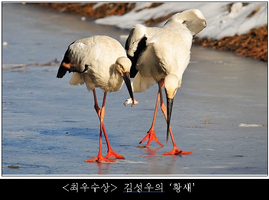황새