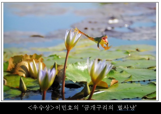 금개구리