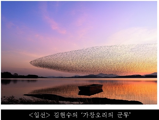 가창오리
