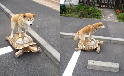 거북이 이미지