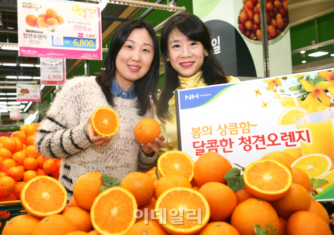 오렌지 이미지