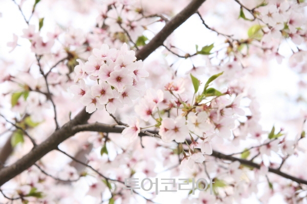 벚꽃역 이미지