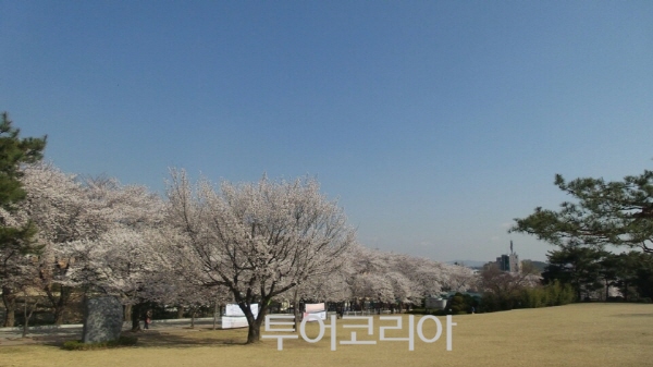 벚꽃역 이미지
