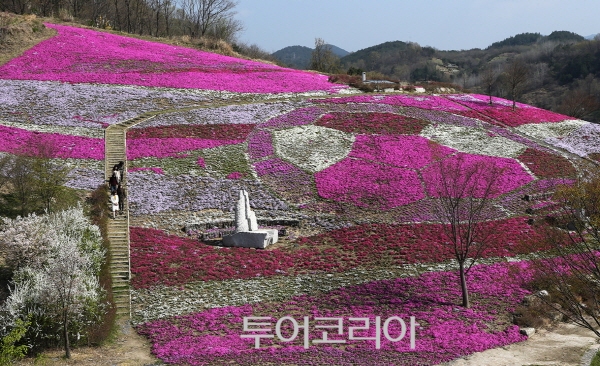 꽃가야 이미지