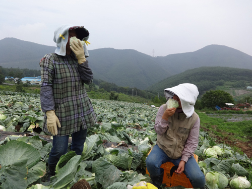마루퇴비 이미지