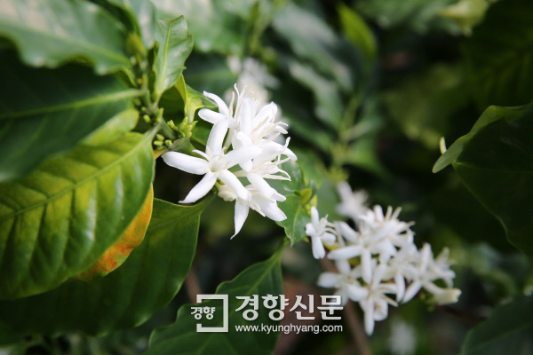 커피그루 이미지