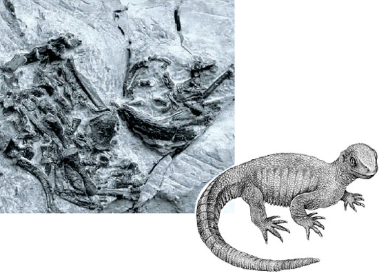 독일에서 발견된 2억4000만 년 전 ‘거북 조상’의 화석과 이 원시 거북의 모습을 그린 상상도(오른쪽). [사진 네이처]