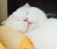 눈을 뜰 수가 없다옹