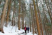 [김화성 전문기자의 &joy]전남 장성 편백나무 숲