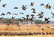 [김화성 전문기자의 &joy]서산 천수만 철새 도래지
