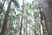 [치유의 숲 가이드 | 장성 치유의 숲] 피톤치드 가득한 편백나무 숲 산책