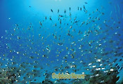 SCUBA DIVING ㅣ 오키나와 게라마 제도 다이빙 투어