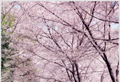 ［나들이］ ① 봄의 전령이 오는 길, 벚꽃축제