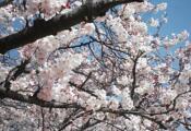 [날씨&축제] 봄이면 벚꽃 천국 되는 진해로 떠나볼까
