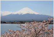 ［나들이］ ③ 봄의 전령이 오는 길, 벚꽃축제 - 일본