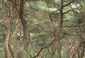 마곡사 신록, 숲속의 '힐링 캠프'
