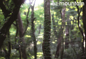 [Mountain Specialㅣ숲] 나,  사려니숲에  살려니