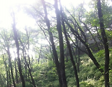 참 걷기 쉬운 산림욕 자락길 4곳