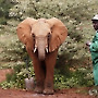 고아가 된 아기 코끼리를 돌보는 관리인