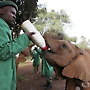 우유를 먹는 아기 고아 코끼리