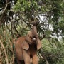 나뭇잎을 따먹고 있는 아기 고아 코끼리
