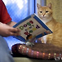 고양이에게 책 읽어주기 행사